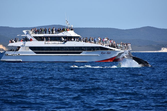 Brisbane Whale Watching Cruise from Redcliffe or Sunshine Coast - Is $114.76 good value?