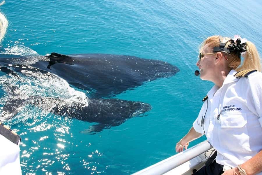 Brisbane: Whale Watching Cruise with Lunch - Key points before you book