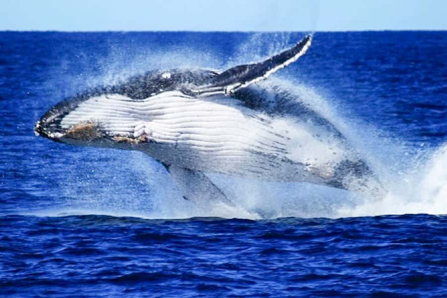 Brisbane: Whale Watching Cruise with Lunch - From Brisbane to Redcliffe Peninsula