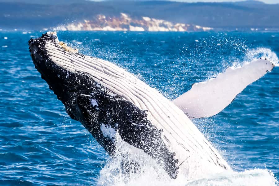 Brisbane: Whale Watching Cruise with Lunch - Watching humpback whales in Moreton Bay