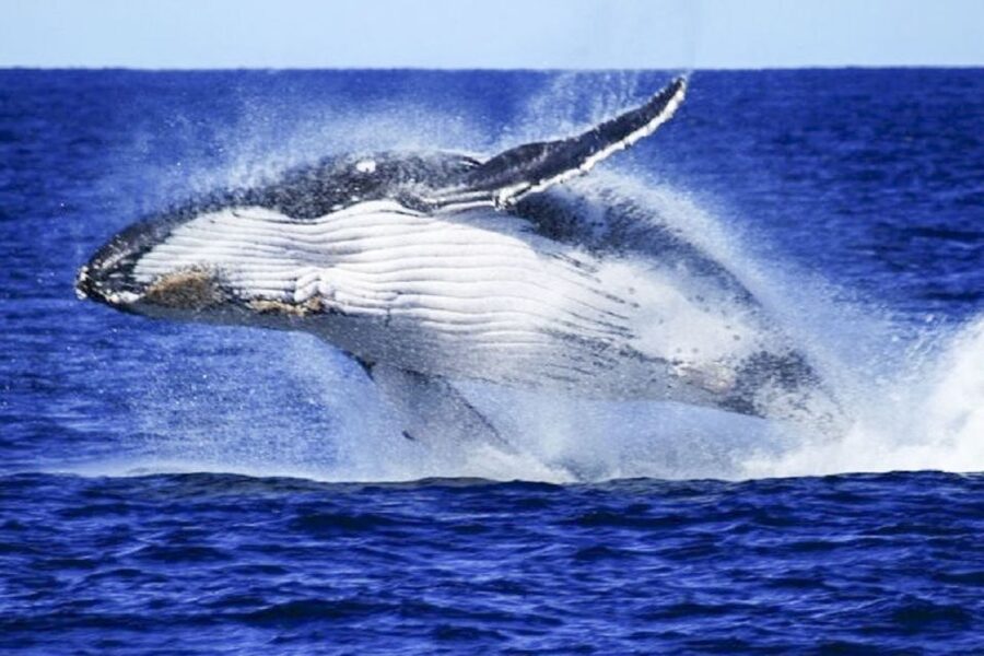 Brisbane: Whale Watching Cruise with Lunch - How long the day really takes