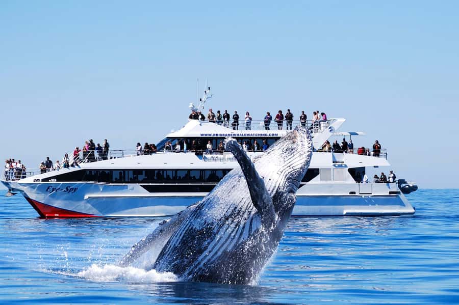 Brisbane: Whale Watching Cruise with Lunch - Boarding the MV Eye Spy