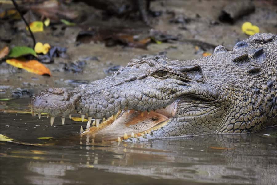 Cairns: Daintree Rainforest Wildlife Experience Cruise - Why the Daintree River is worth seeing by boat