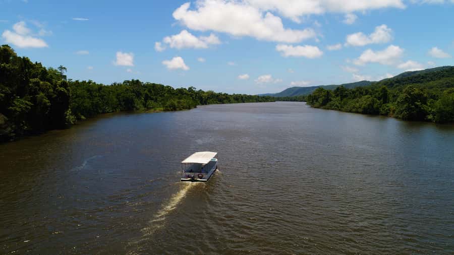 Cairns: Daintree Rainforest Wildlife Experience Cruise - What happens during the one-hour cruise