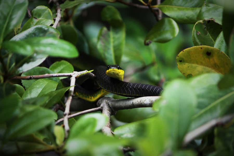 Cairns: Daintree Rainforest Wildlife Experience Cruise - Crocodile sightings and what you might see