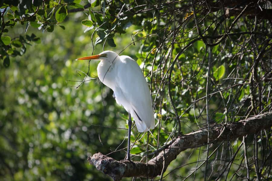 Cairns: Daintree Rainforest Wildlife Experience Cruise - How the value compares with the time required