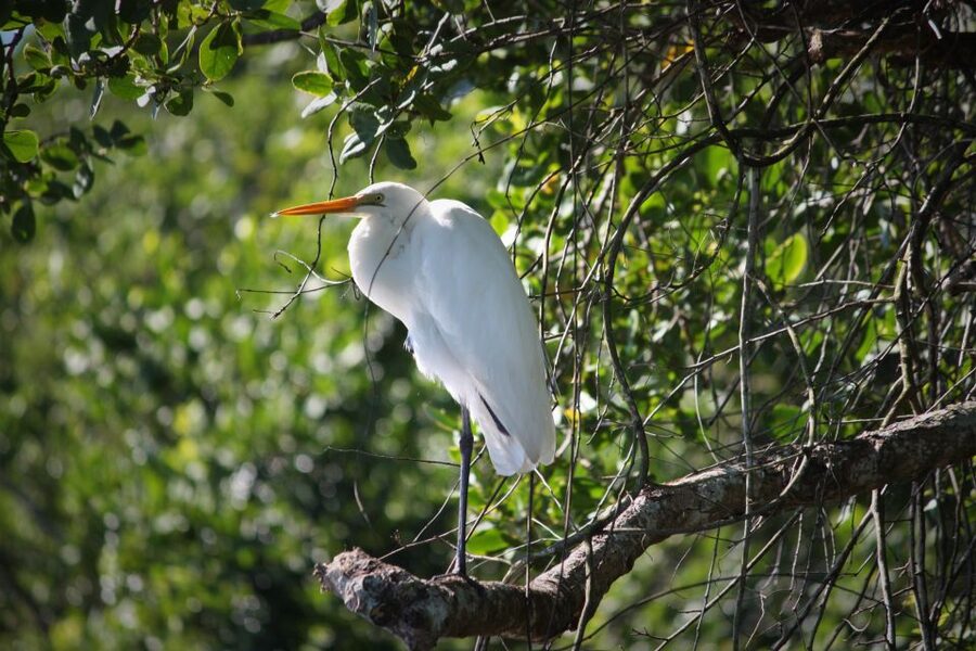 Cairns: Daintree Rainforest Wildlife Experience Cruise - Who should book this Daintree cruise?