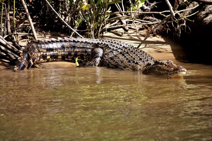 Cairns: Daintree Rainforest Wildlife Experience Cruise - Arriving at the Daintree River Cruise Centre