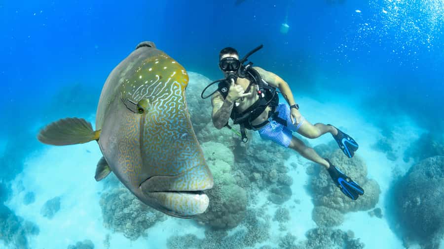 Cairns: Great Barrier Reef Cruise & Scenic Helicopter Flight - Key points to know before booking