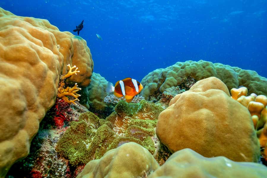 Cairns: Great Barrier Reef Premium Diving Full Day Tour - Key points at a glance