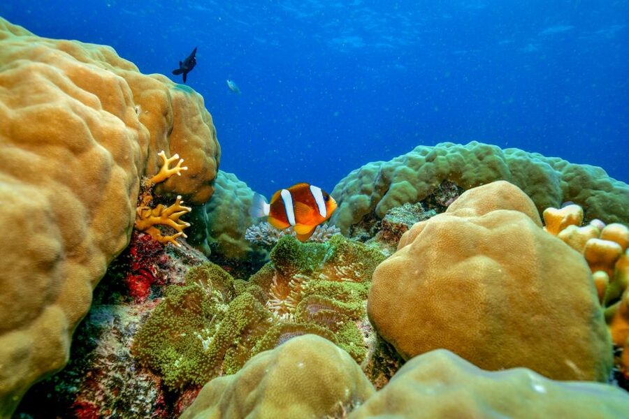 Cairns: Great Barrier Reef Premium Diving Full Day Tour - Marine science, safety, and the crew
