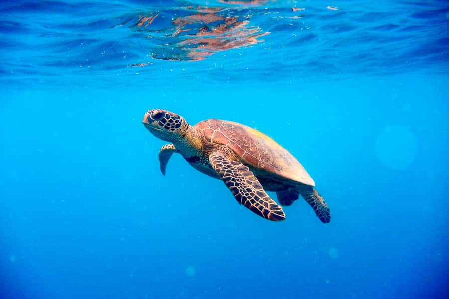 Cairns: Outer and Coral Cay Snorkel and Dive Cruise - Upolu Coral Cay and the Aquarium