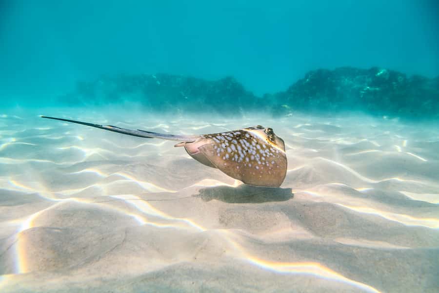 Cairns: Outer and Coral Cay Snorkel and Dive Cruise - Is $183 good value?
