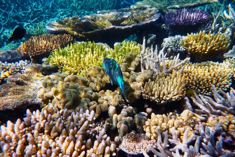 Cairns: Outer and Coral Cay Snorkel and Dive Cruise - Wonder Wall: the best first look at the coral