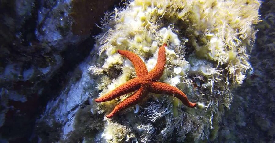 Calvi: Pointe de la Revellata Snorkeling Boat Tour - Key points at a glance