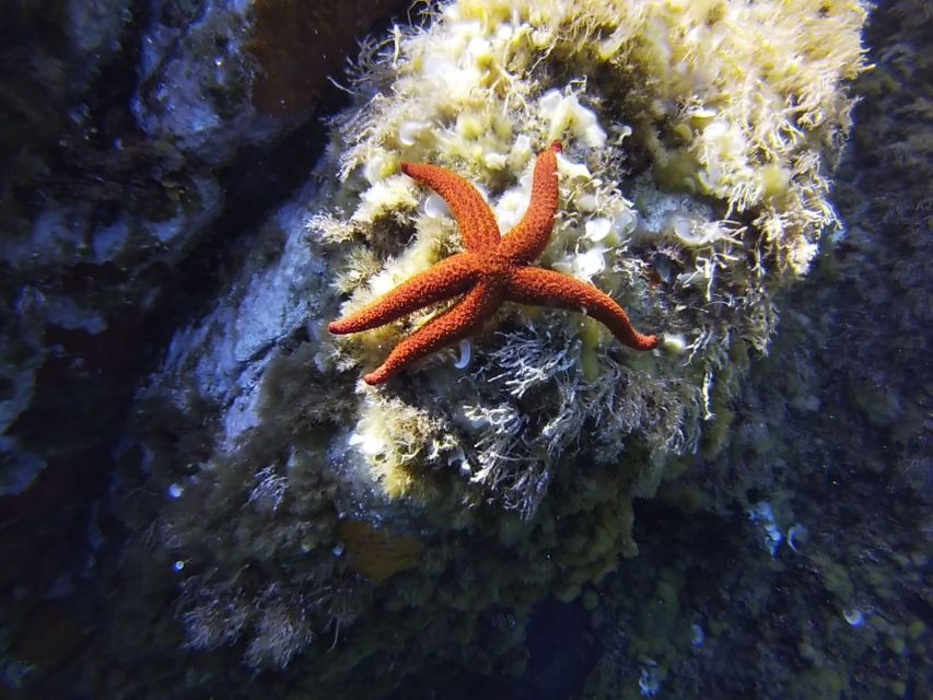 Calvi: Pointe de la Revellata Snorkeling Boat Tour - What the snorkeling stop is like