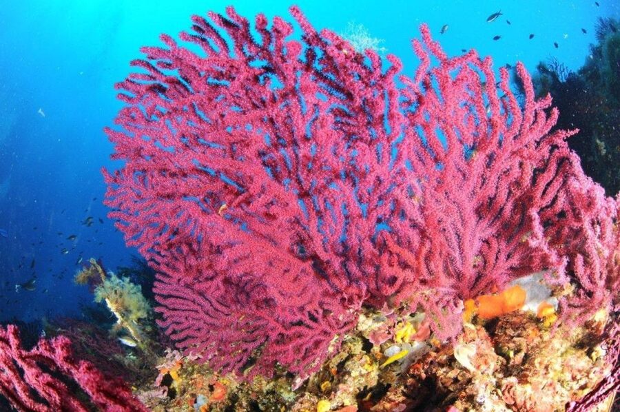 Calvi: Pointe de la Revellata Snorkeling Boat Tour - A boat-only corner of the Calvi coast
