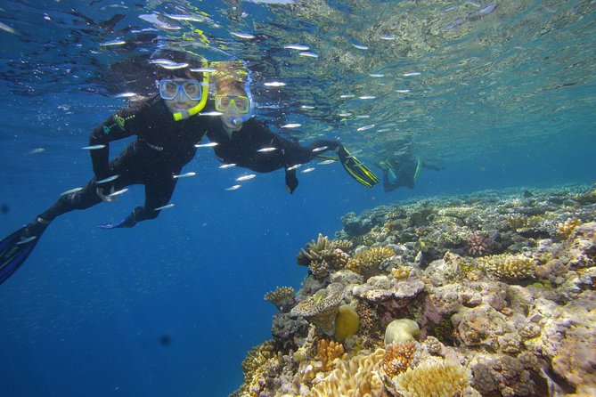 Calypso Outer Great Barrier Reef Cruise from Port Douglas - Snorkeling and scuba options for mixed groups