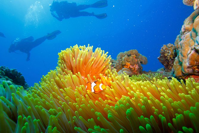 Calypso Outer Great Barrier Reef Cruise from Port Douglas - Crew support is the strongest part of the day