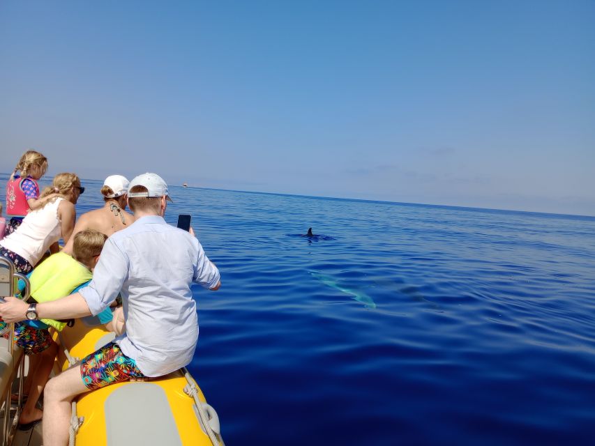 Can Picafort: Dolphin Watching Boat Tour, Swimming stop - Is this Can Picafort dolphin tour worth booking?