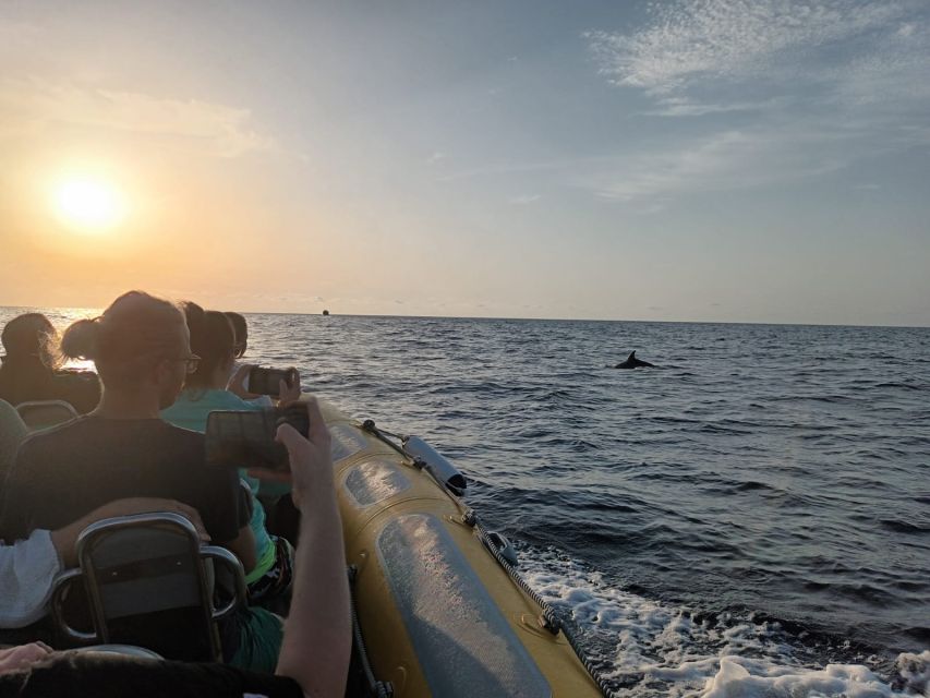 Can Picafort: Dolphin Watching Boat Tour, Swimming stop - What $82 buys you