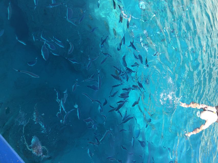 Can Picafort: Dolphin Watching Boat Tour, Swimming stop - Watching dolphins where they actually live
