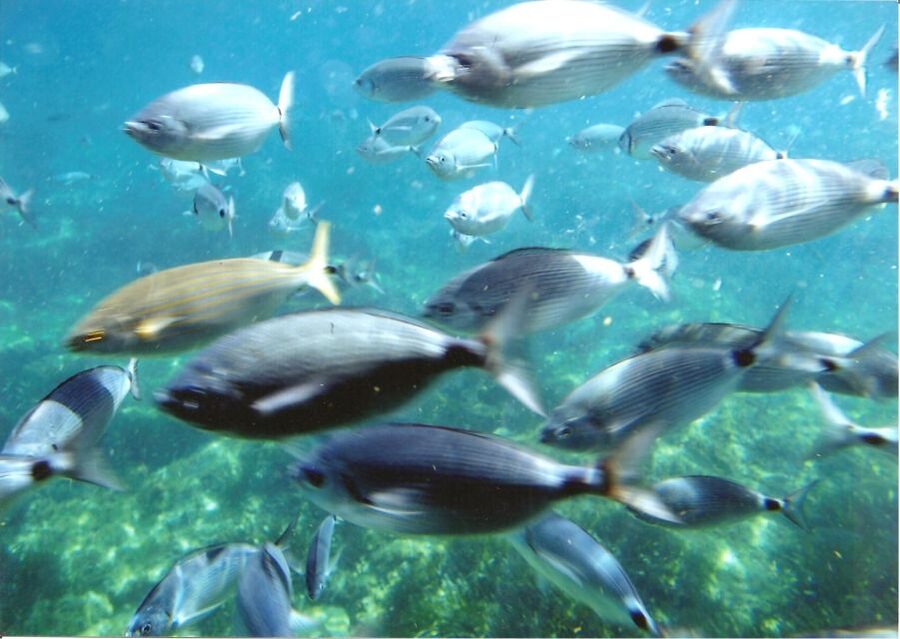 Cap Norfeu: Costa Brava Catamaran Trip with Underwater Views - Boarding in Roses and settling into the route