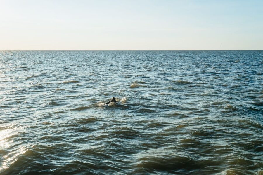 Cape May: Cape May Island Sunset Cruise & Dolphin Watching - Key things to know before you go