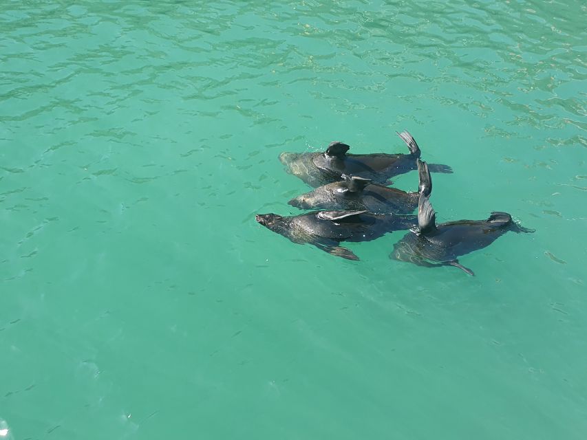 Cape Town: 30 Minute Harbour Boat Cruise with Seal Watching - What happens during the 30-minute circuit