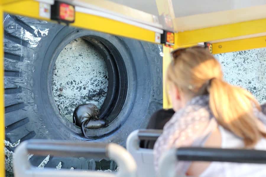 Cape Town: 30 Minute Seal-Watching Harbour Cruise - Who will get the most from this cruise?