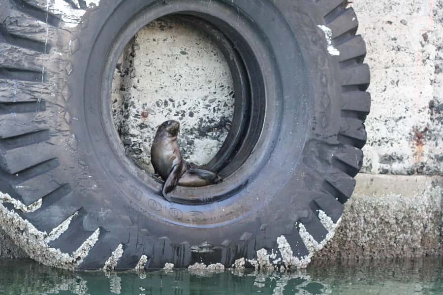 Cape Town: 30 Minute Seal-Watching Harbour Cruise - Cancellation and booking flexibility