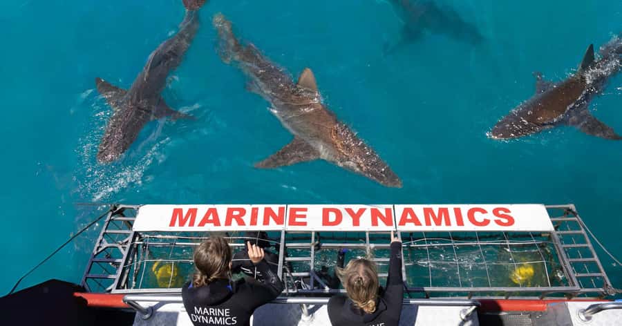 Cape Town: Gansbaai Eco-Friendly Shark Cage Diving Cruise - Key points at a glance