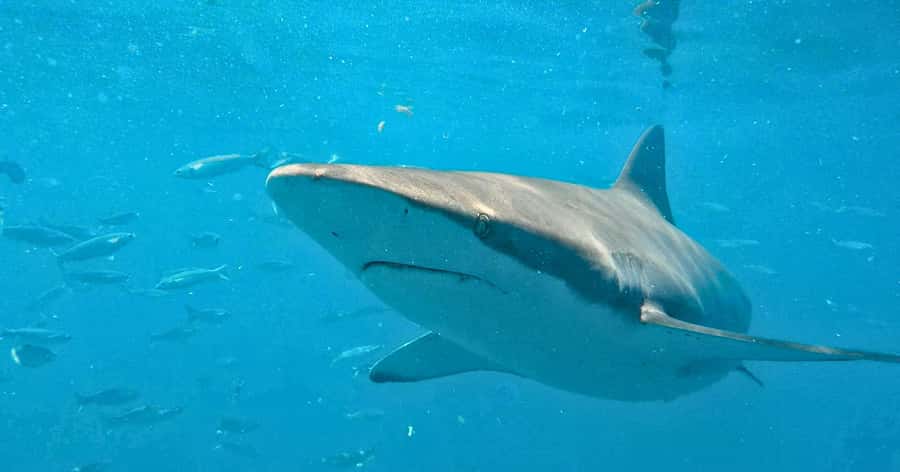 Cape Town: Gansbaai Eco-Friendly Shark Cage Diving Cruise - The long road from Cape Town to Kleinbaai