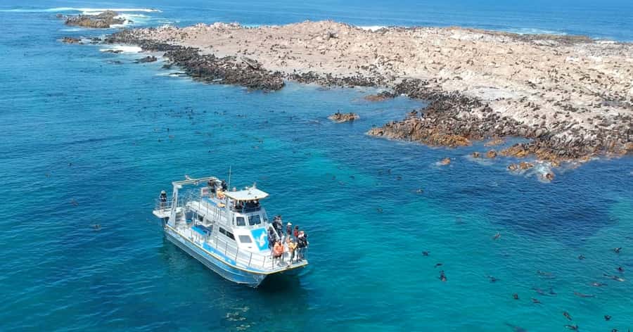 Cape Town: Gansbaai Eco-Friendly Shark Cage Diving Cruise - You do not need to enter the cage