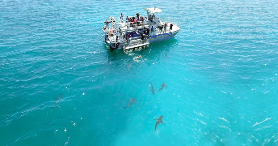 Cape Town: Gansbaai Eco-Friendly Shark Cage Diving Cruise - Conservation beyond the boat
