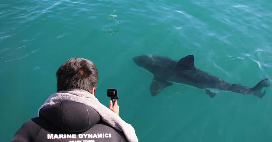 Cape Town: Gansbaai Eco-Friendly Shark Cage Diving Cruise - Food, equipment, and what to pack
