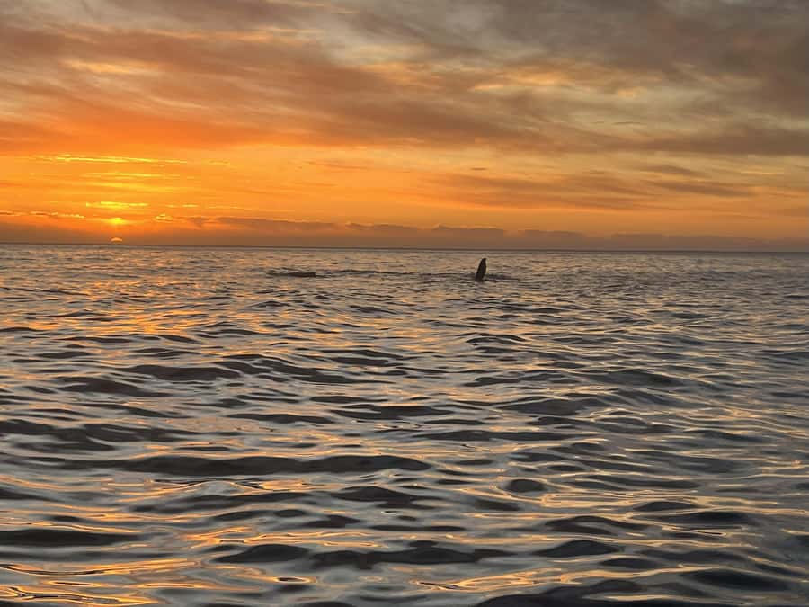 Cape Town: Sunset Cruise from V&A Waterfront with Bubbly - Why this Cape Town sunset cruise works so well