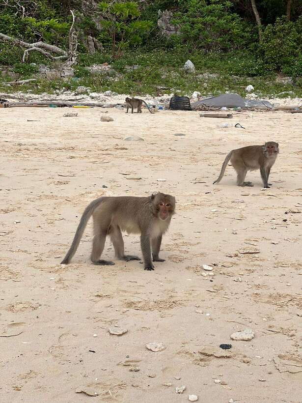 Cat Ba : Lan Ha Bay Bioluminescent Plankton Kayak Boat Tour - Should you book the Lan Ha Bay plankton tour?