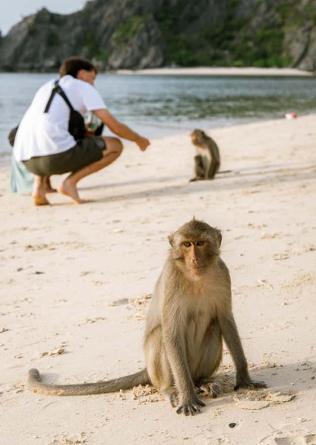 Cat Ba: Lan Ha & Ha Long Bay Kayak & Snorkel Boat Tour - Kayaking through caves and quiet lagoons