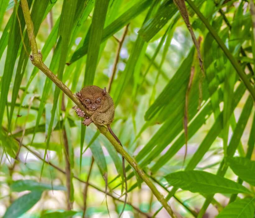Cebu City: Bohol Countryside Tour with Loboc Cruise Lunch - Tarsier Conservation Area: quiet eyes in the trees