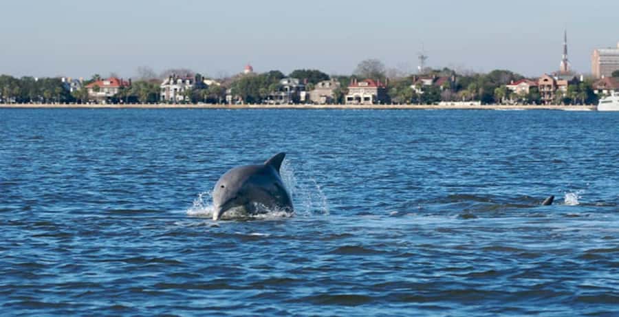 Charleston: Daytime or Sunset Historic Harbor Cruise - Charleston Harbor opens the story