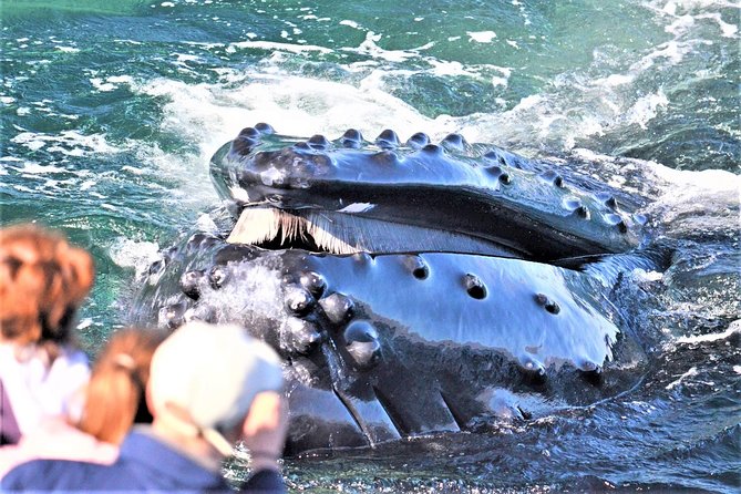 City Cruises Boston Whale Watching Cruise by High-Speed Boat - Key points before you book