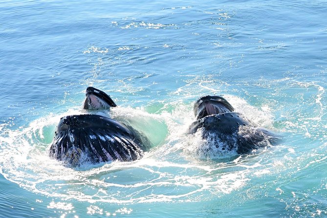 City Cruises Boston Whale Watching Cruise by High-Speed Boat - From Long Wharf to open Massachusetts Bay