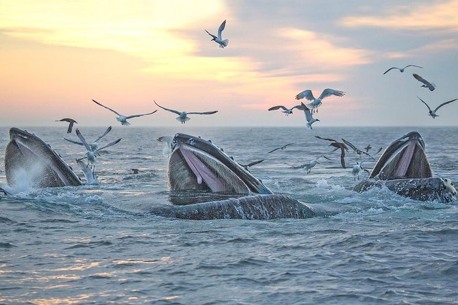 City Cruises Boston Whale Watching Cruise by High-Speed Boat - Comfort, crowds, and the best place to stand