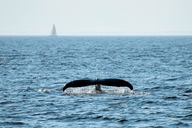 City Cruises Boston Whale Watching Cruise by High-Speed Boat - Seasickness, wind, and the honest comfort warning