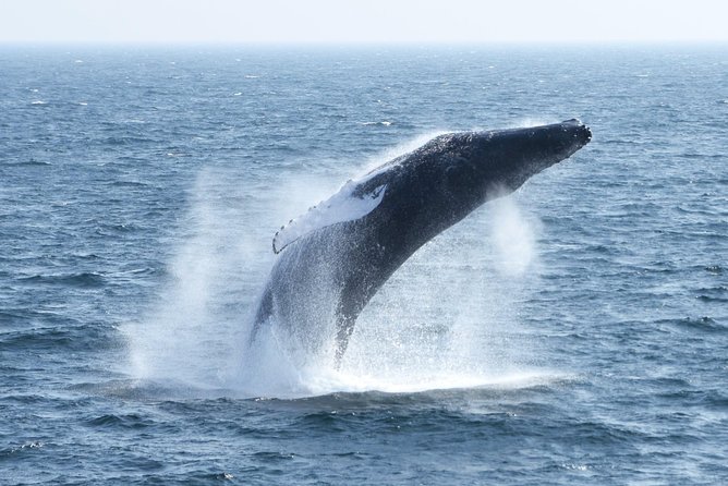 City Cruises Boston Whale Watching Cruise by High-Speed Boat - Who will enjoy this Boston whale watch most?