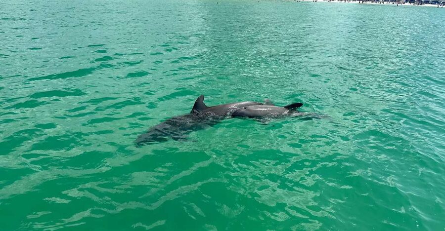 Clearwater Beach: Dolphin & Island Sandbar Cruise - The boat ride across Clearwater’s coastal waters