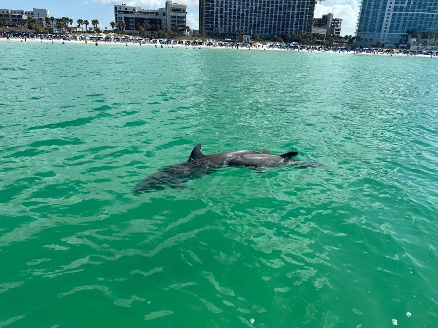 Clearwater Beach: Dolphin & Island Sandbar Cruise - Family comforts that make the trip easier