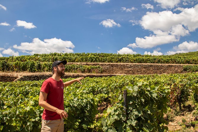 Complete Douro Valley Wine Tour with Lunch, Wine Tastings and River Cruise - At a glance: what makes this Douro tour useful