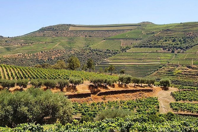 Complete Douro Valley Wine Tour with Lunch, Wine Tastings and River Cruise - Pinhão: 50 minutes on a traditional Rabelo boat